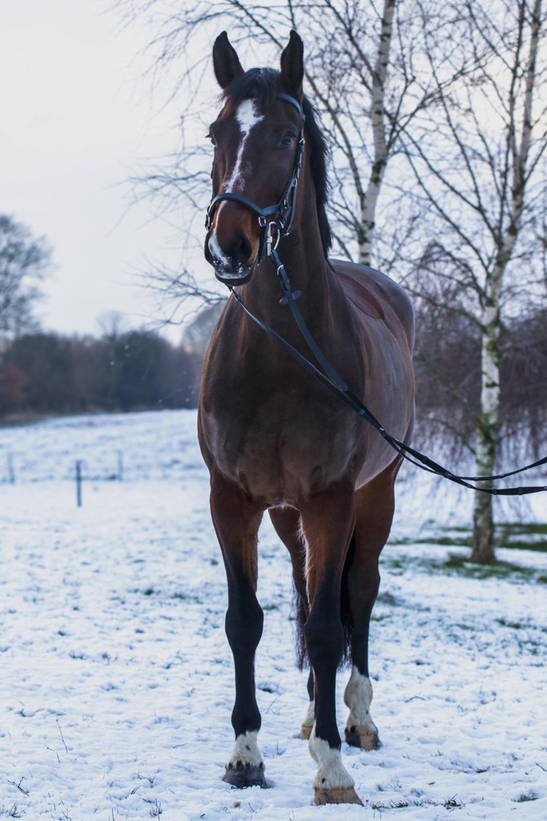 Dansk Varmblod Quite alone billede 20