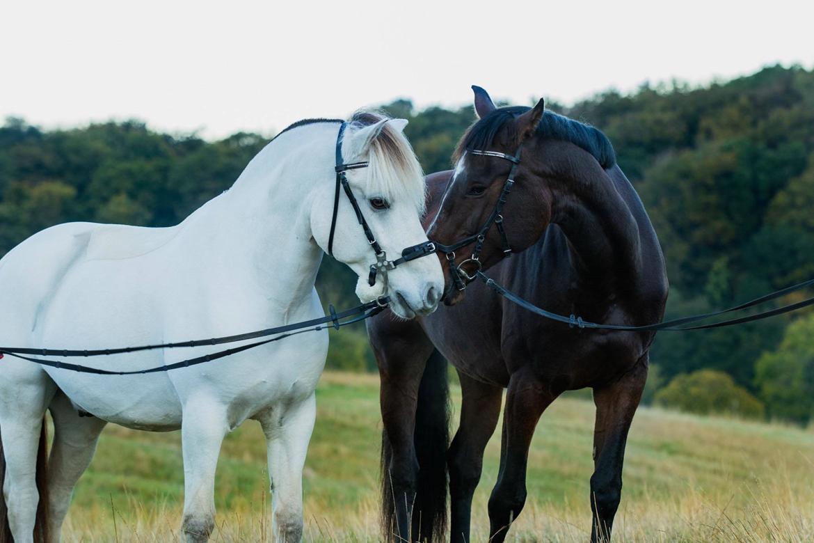 Dansk Varmblod Quite alone billede 19