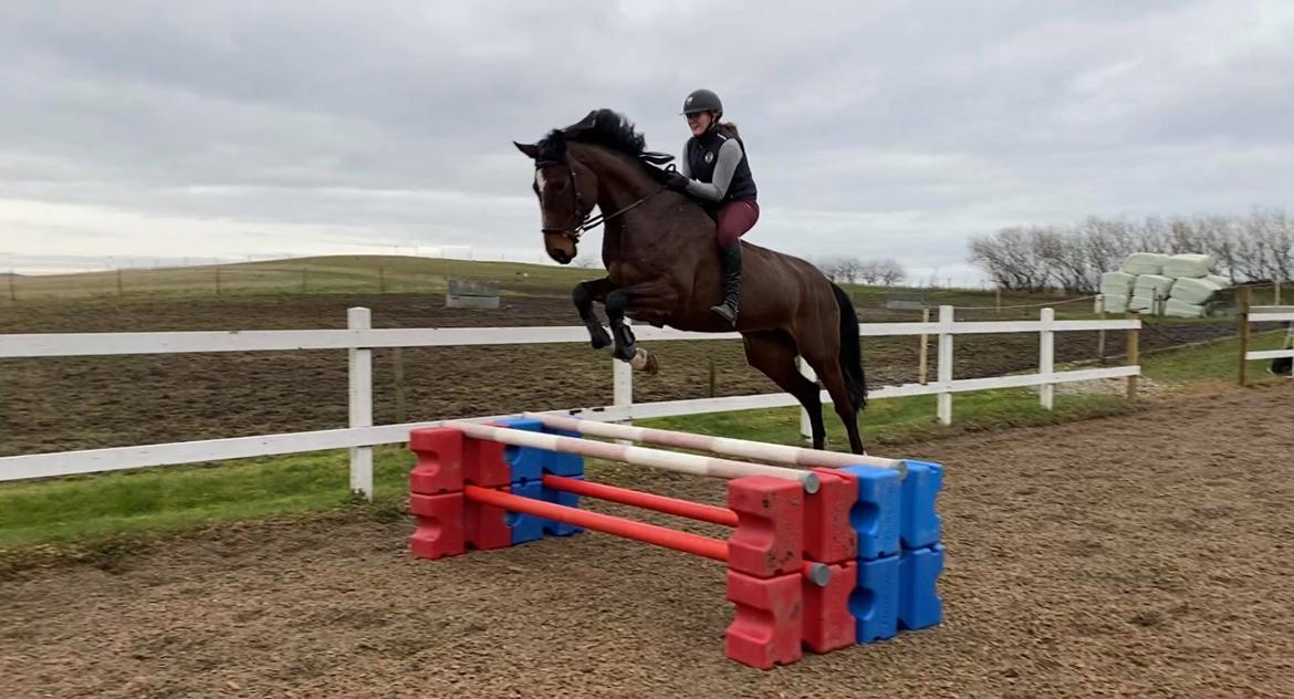 Dansk Varmblod Quite alone billede 17