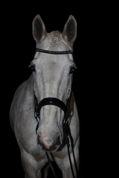 Hollandsk Varmblod Santana - Min smukke Santana - nov '20 billede 1