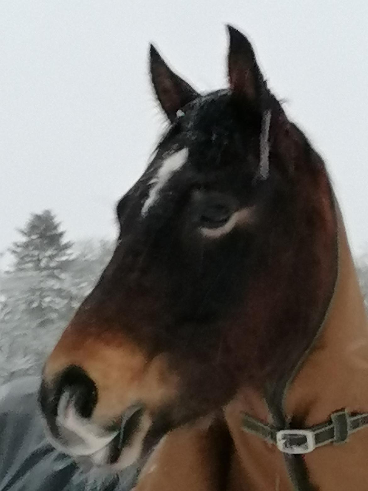 Welsh Pony af Cob-type (sec C) Fjordglimt Guinness  billede 8