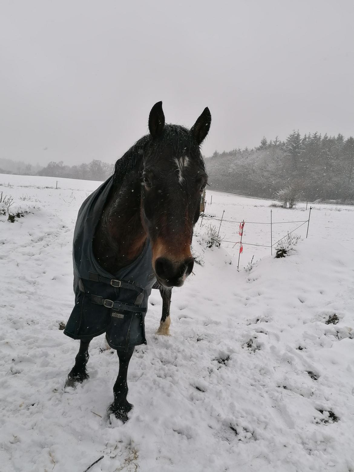 Welsh Pony af Cob-type (sec C) Fjordglimt Guinness  billede 6