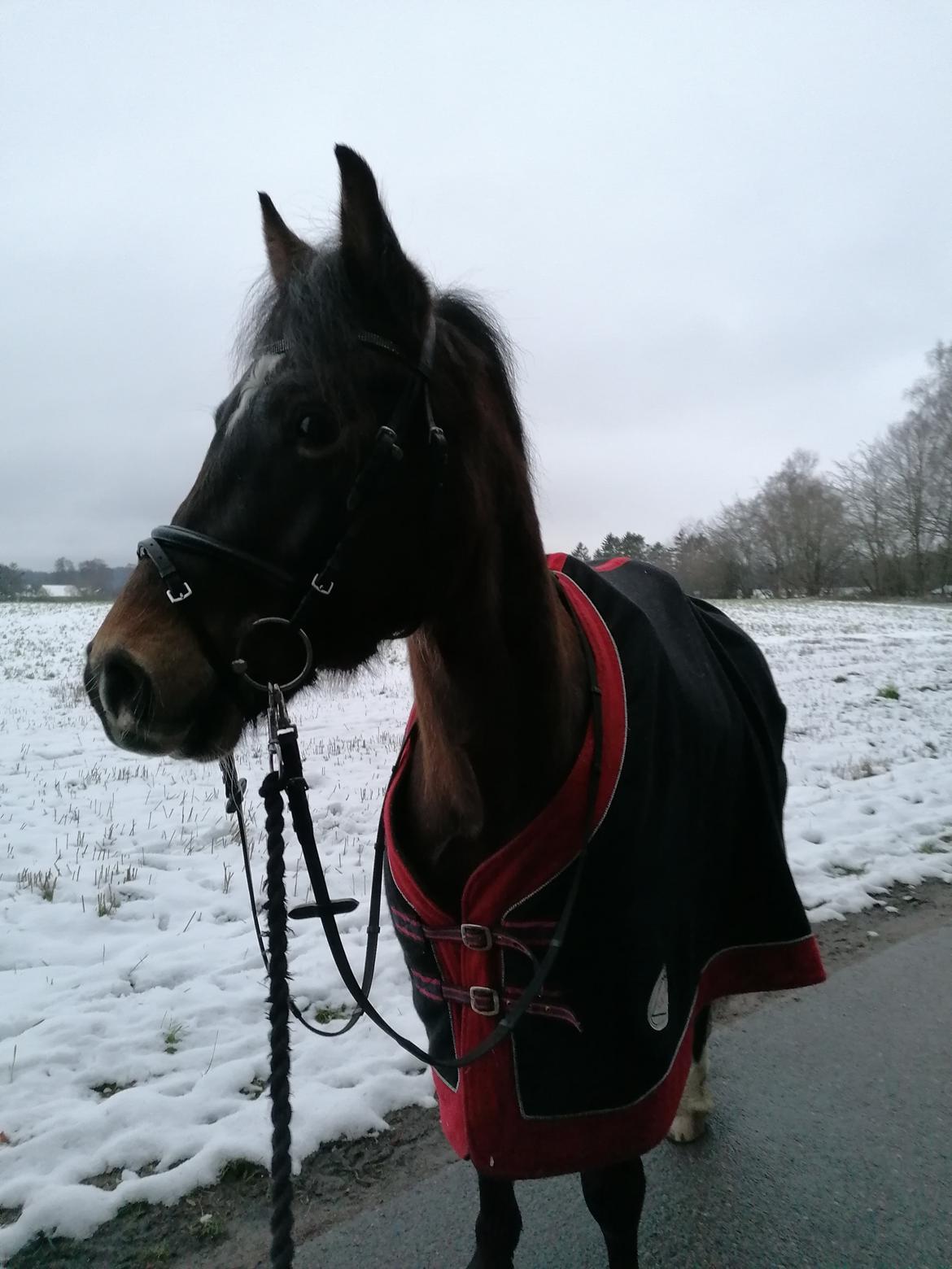 Welsh Pony af Cob-type (sec C) Fjordglimt Guinness  billede 7