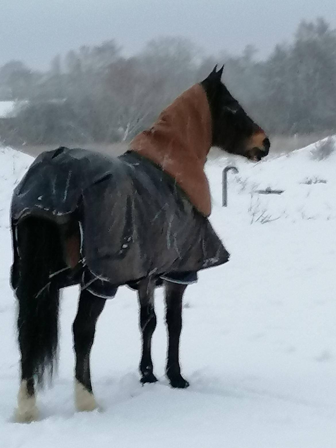Welsh Pony af Cob-type (sec C) Fjordglimt Guinness  billede 11