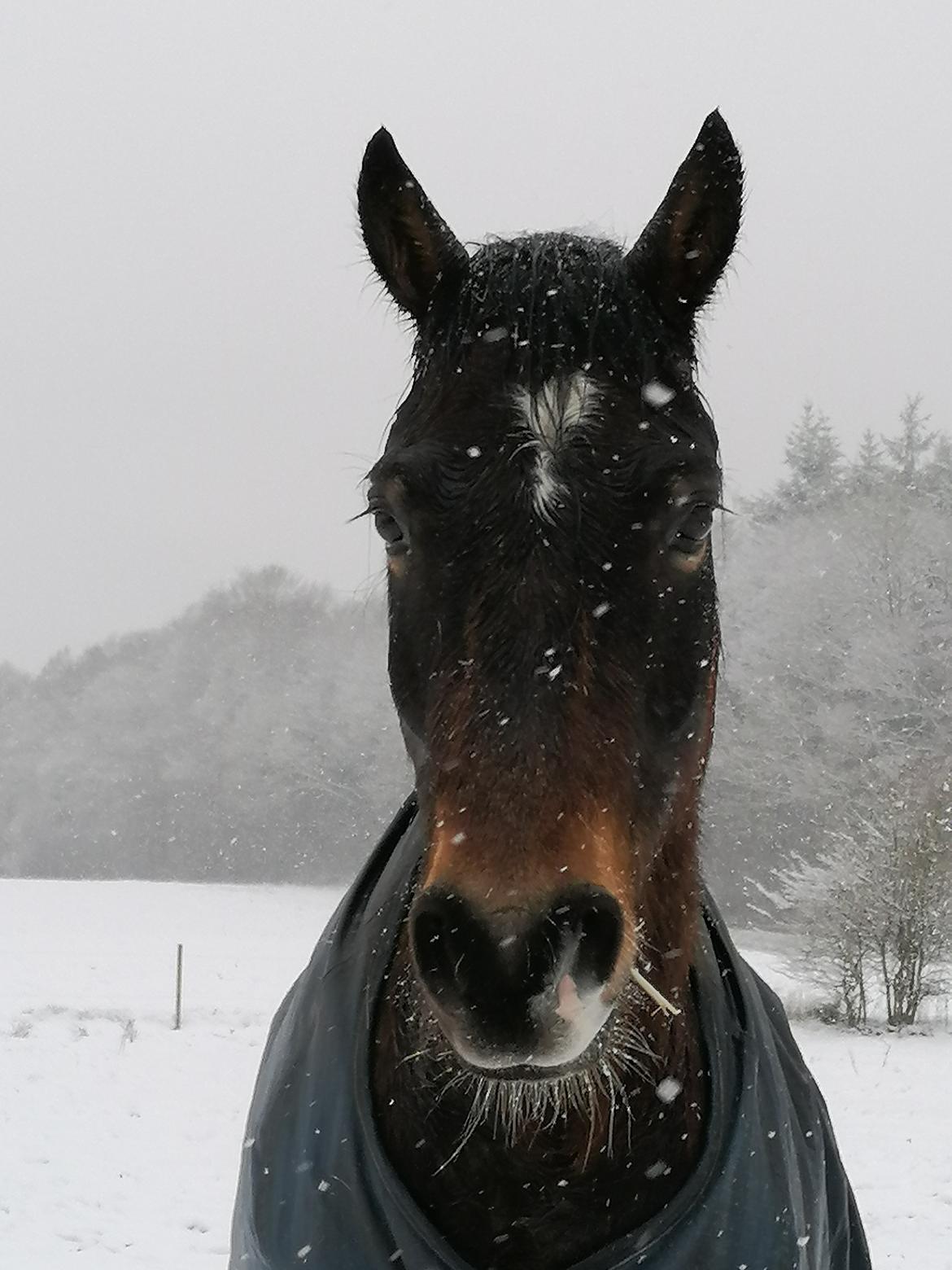 Welsh Pony af Cob-type (sec C) Fjordglimt Guinness  billede 1