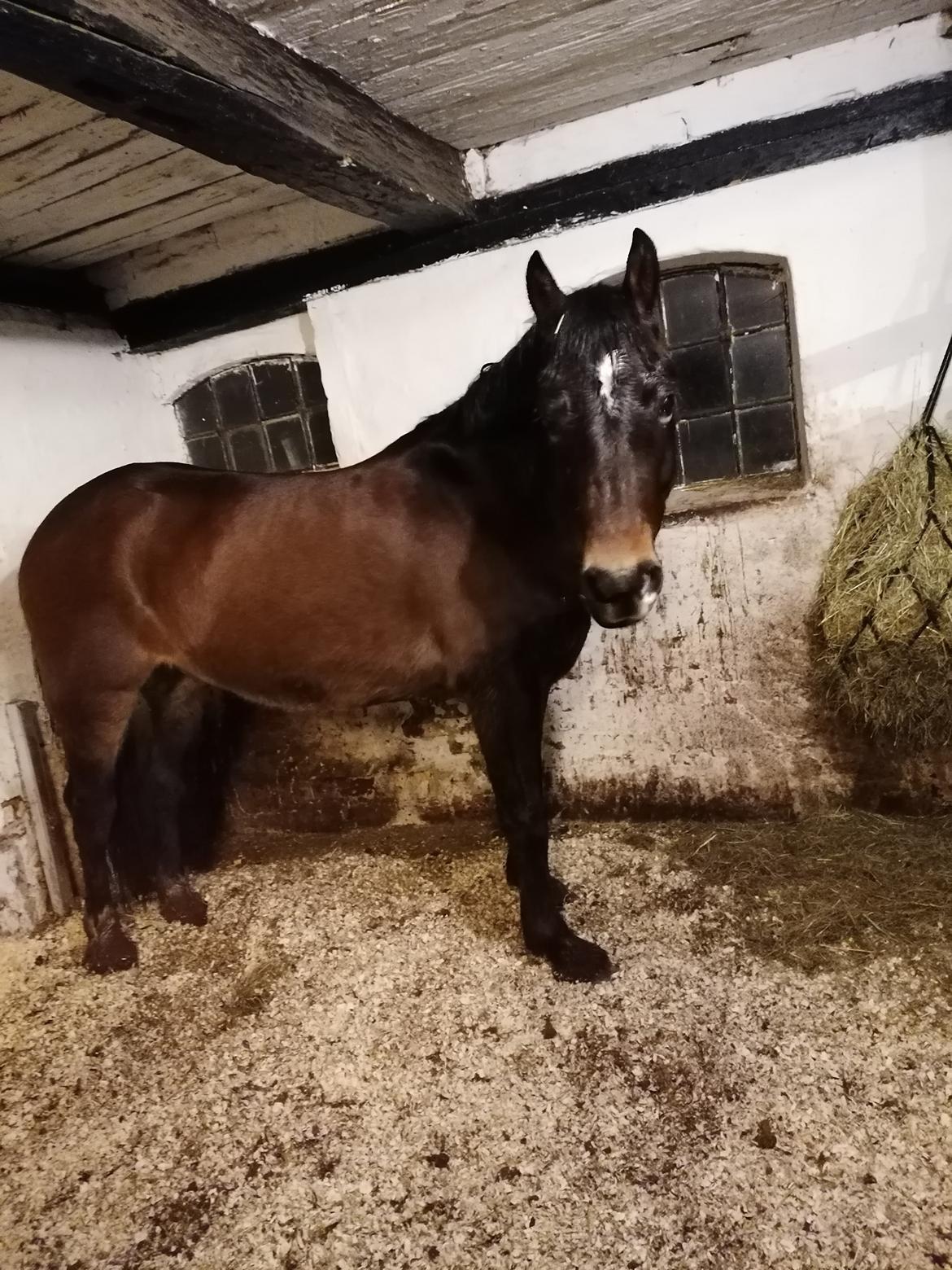 Welsh Pony af Cob-type (sec C) Fjordglimt Guinness  billede 9