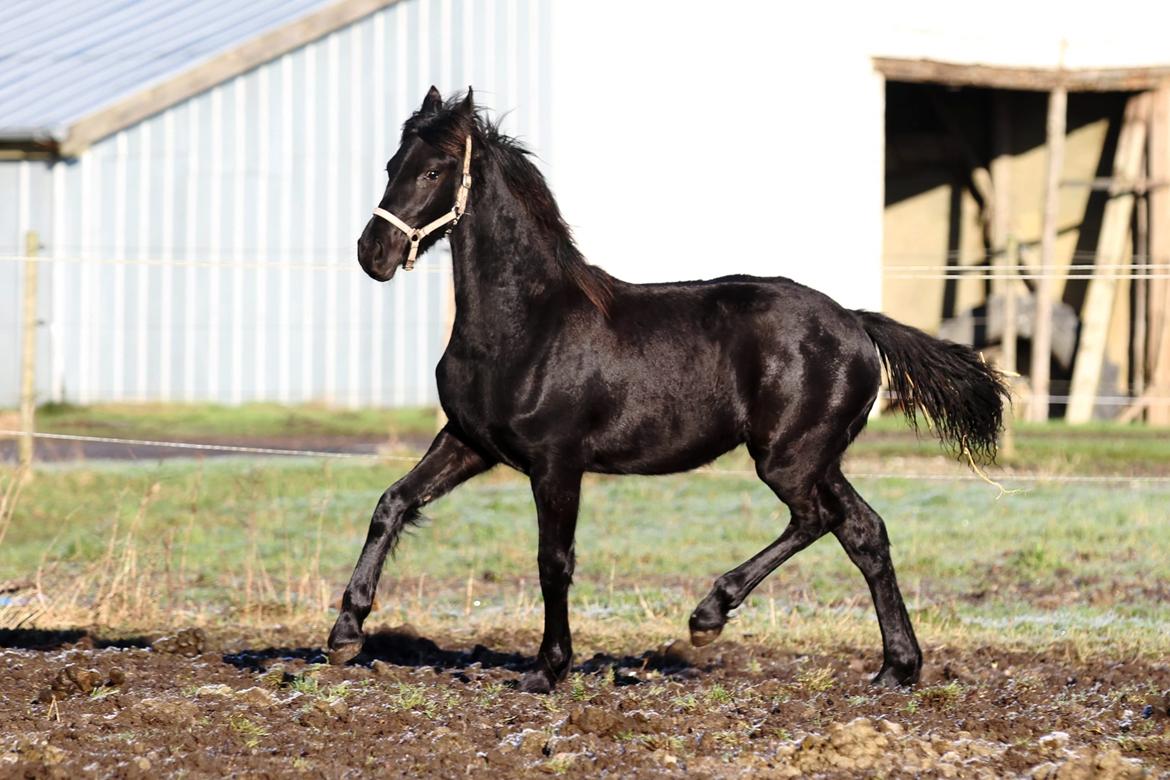 Frieser Mira af stald Lafrem billede 15