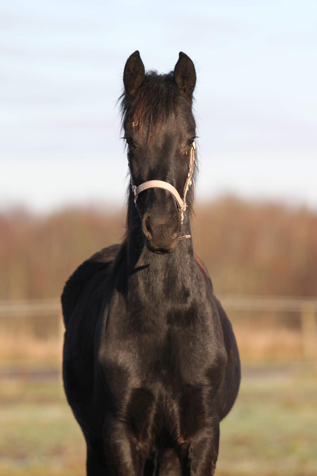 Frieser Mira af stald Lafrem billede 19