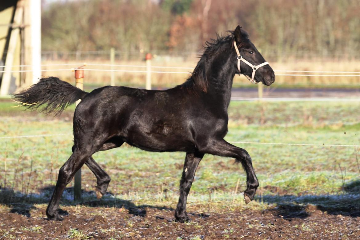 Frieser Mira af stald Lafrem billede 17