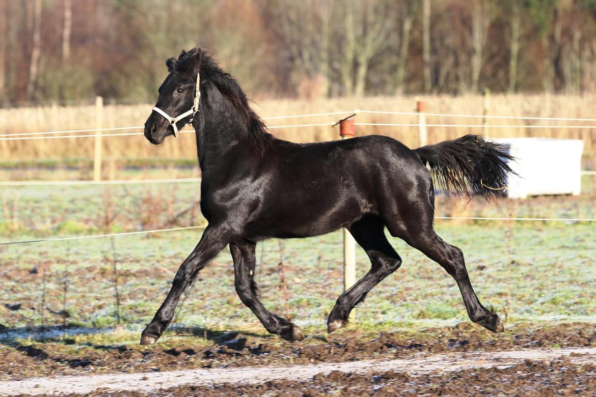 Frieser Mira af stald Lafrem billede 18