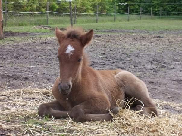 Islænder Stikla fra Midtgård billede 10