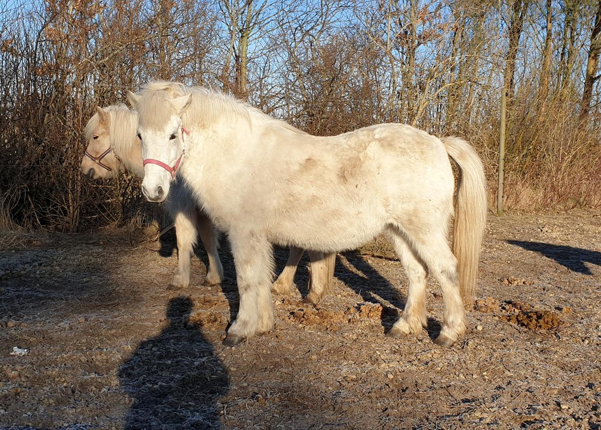 Islænder Stikla fra Midtgård billede 7