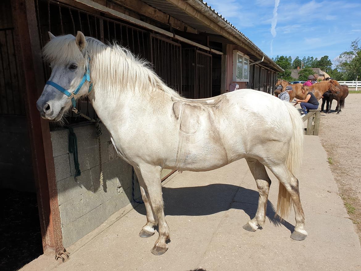 Islænder Stikla fra Midtgård billede 13