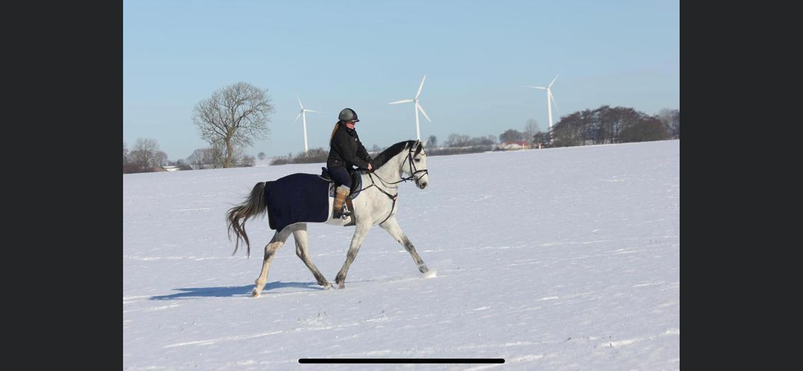Dansk Varmblod Chaccolino N.G.M. - 13 februar 2021 billede 16