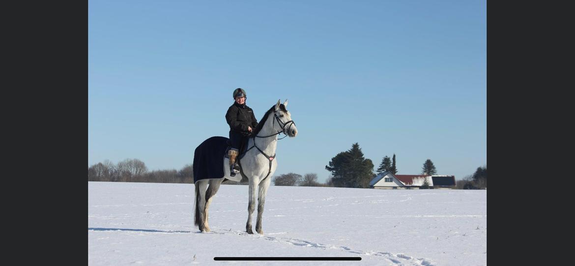 Dansk Varmblod Chaccolino N.G.M. - 13 februar 2021 billede 17