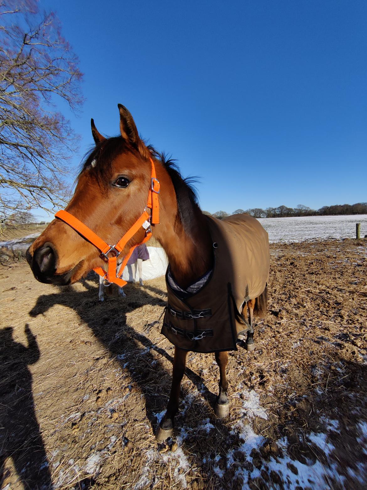 Arabisk fuldblod (OX) Rastox Sedira OX *SOLGT* billede 11