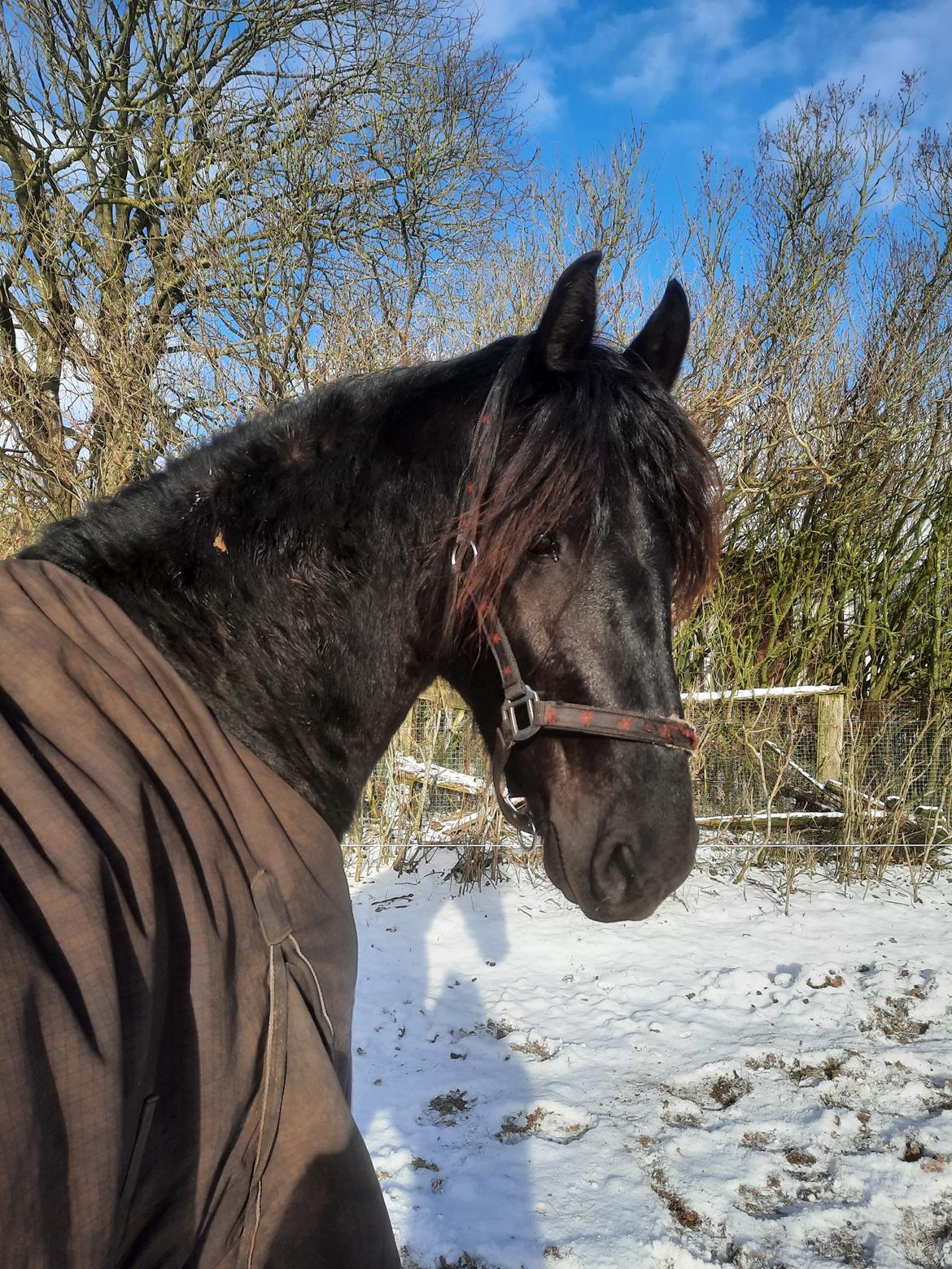 Frieser Ghost - februar 2021 billede 8