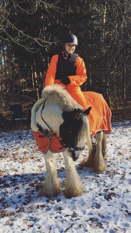 Irish Cob Luna ( Surprice Of Survivor) billede 4