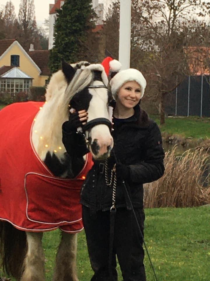 Irish Cob Luna ( Surprice Of Survivor) billede 6