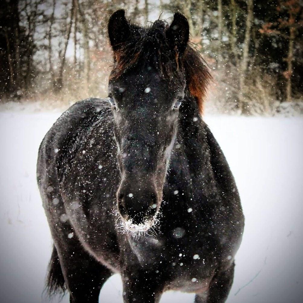 Barockpferd Grønvangs Lunara Ebony [Solgt] billede 1