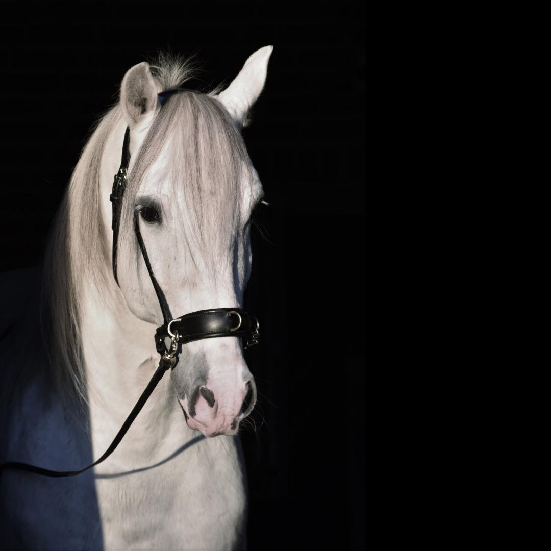 Lusitano Esperto billede 1