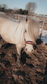 Fell pony Spirhøjs Nova  billede 3