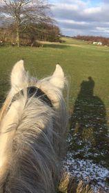 Fell pony Spirhøjs Nova  billede 10