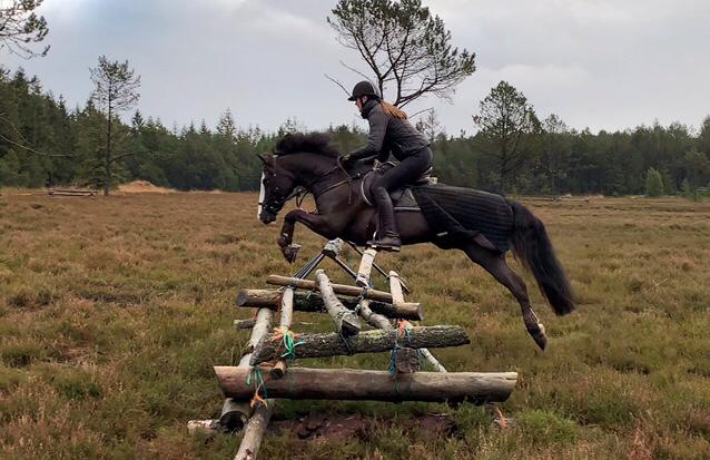 Welsh Partbred (Sec F) Hollywood's Bobby Brown  - Træning på jagtspringne på Harrild Hede billede 5