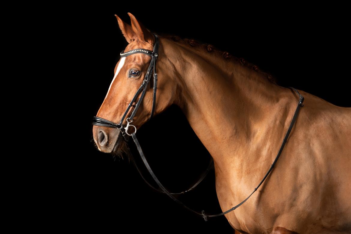 Dansk Varmblod Cille Nyskov - Barberet dame (Foto: MEP-Photo, dec. 2020) billede 14