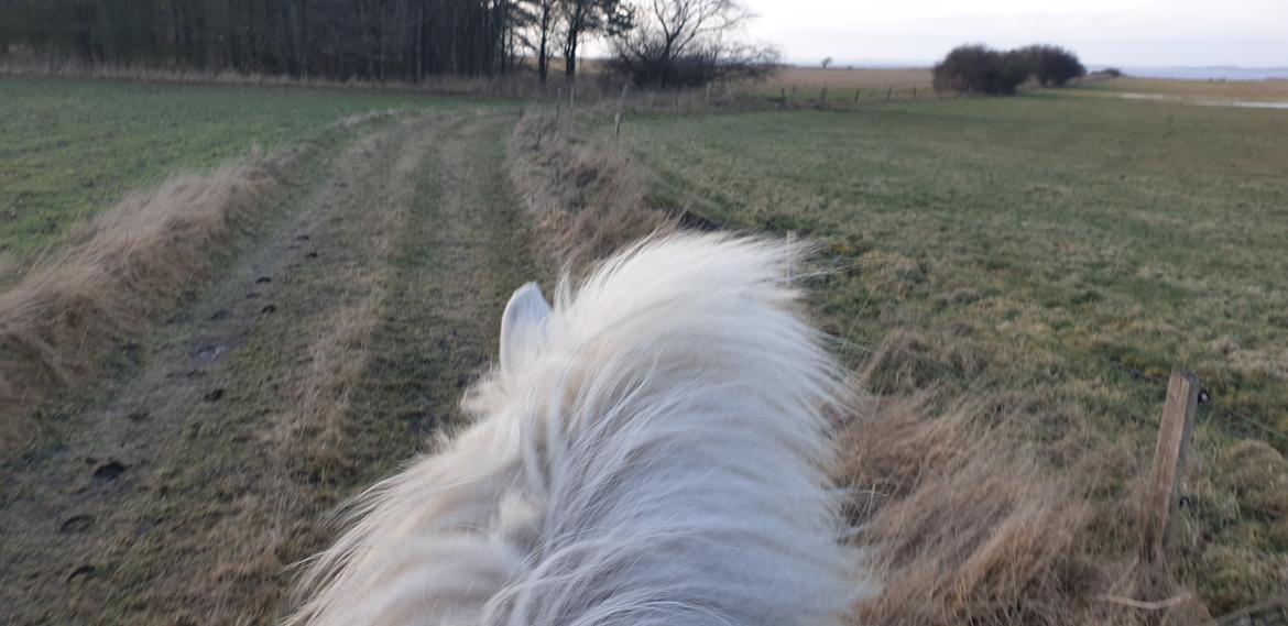 Islænder Stikla fra Midtgård billede 15