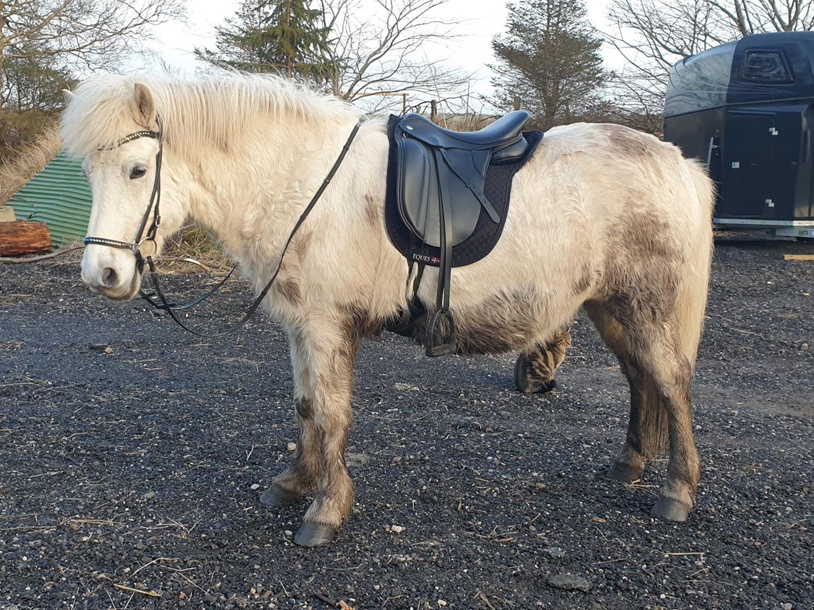 Islænder Stikla fra Midtgård billede 16