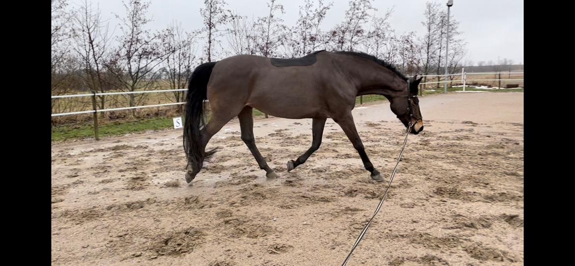 Svensk Varmblod WELTIZZE billede 11