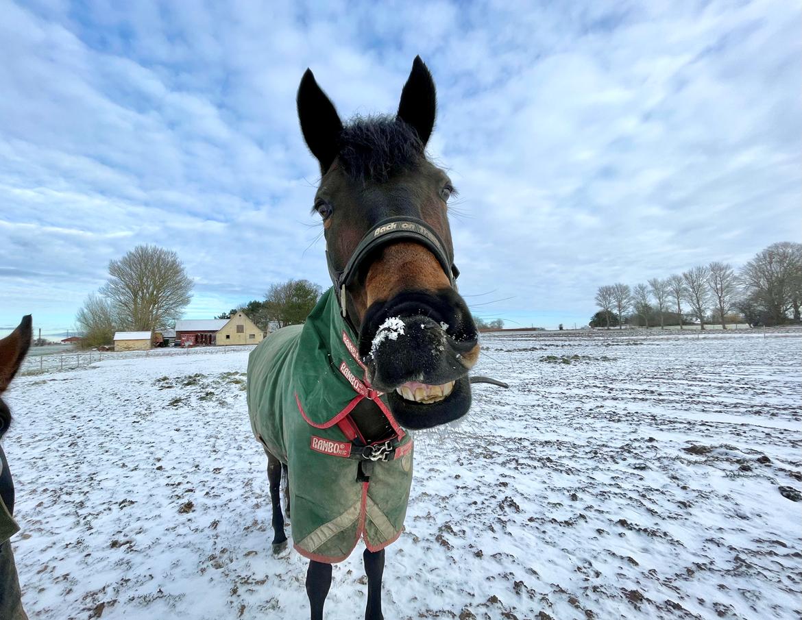 Svensk Varmblod WELTIZZE billede 14