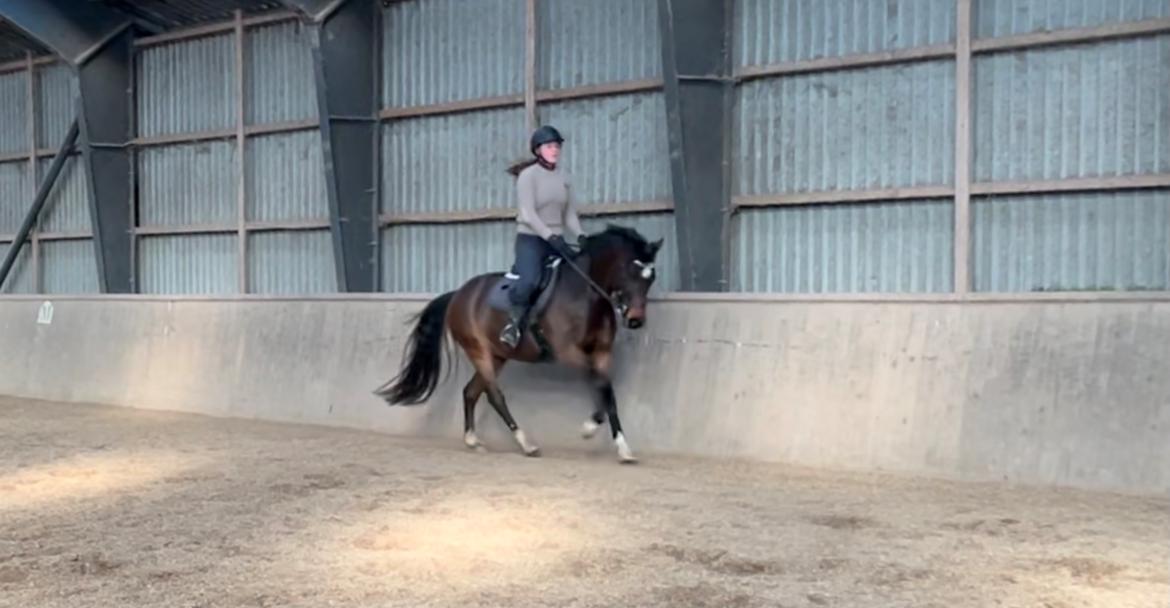 Anden særlig race TRUBKA'S RICARDO NIGHT billede 13