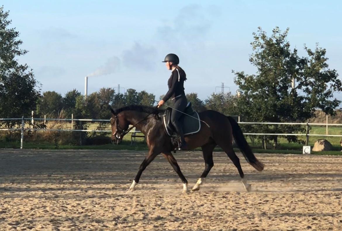 Anden særlig race TRUBKA'S RICARDO NIGHT billede 19