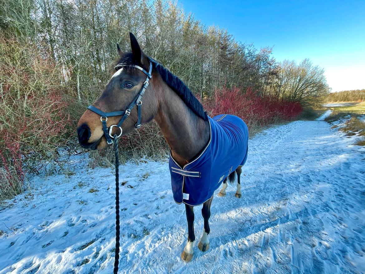 Anden særlig race TRUBKA'S RICARDO NIGHT billede 4