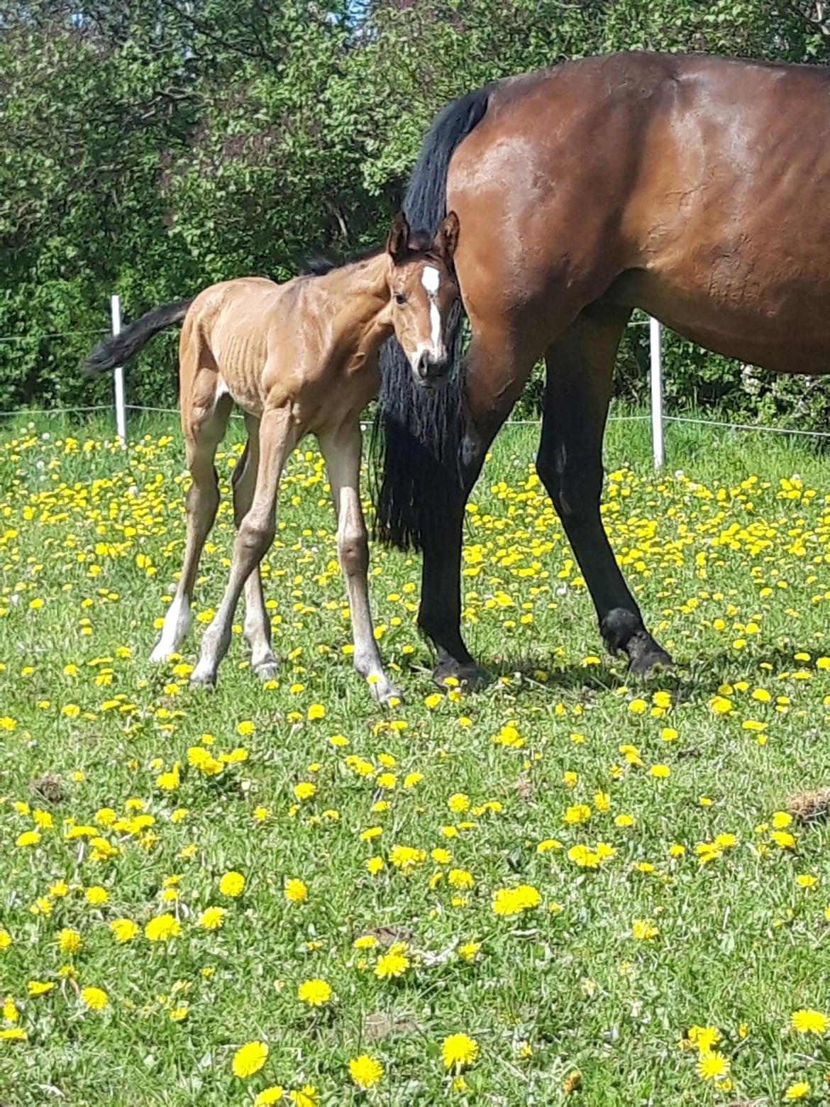 Dansk Varmblod Højs Donatella billede 7