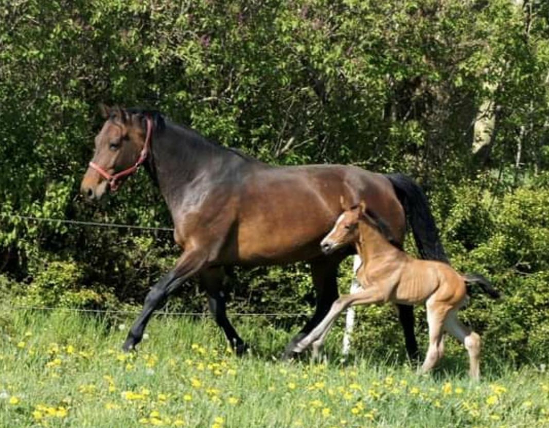 Dansk Varmblod Højs Donatella billede 5