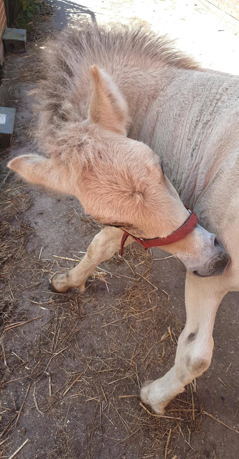 Fjordhest Nemo Kvistgaard billede 10