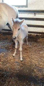 Fjordhest Nemo Kvistgaard billede 13
