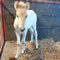 Fjordhest Nemo Kvistgaard billede 12
