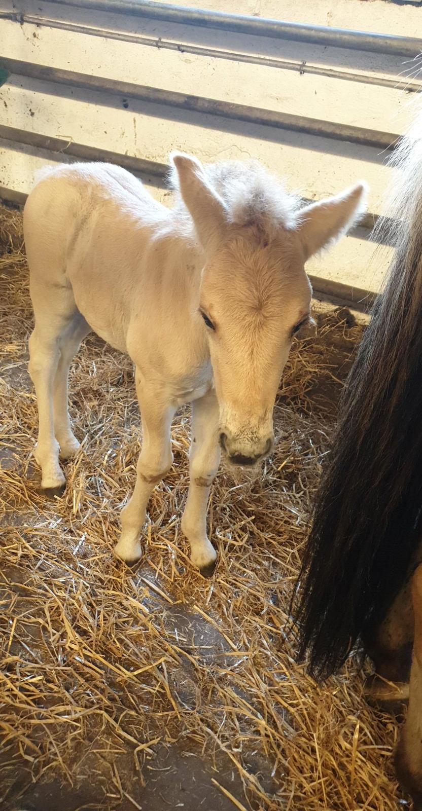 Fjordhest Nemo Kvistgaard billede 15
