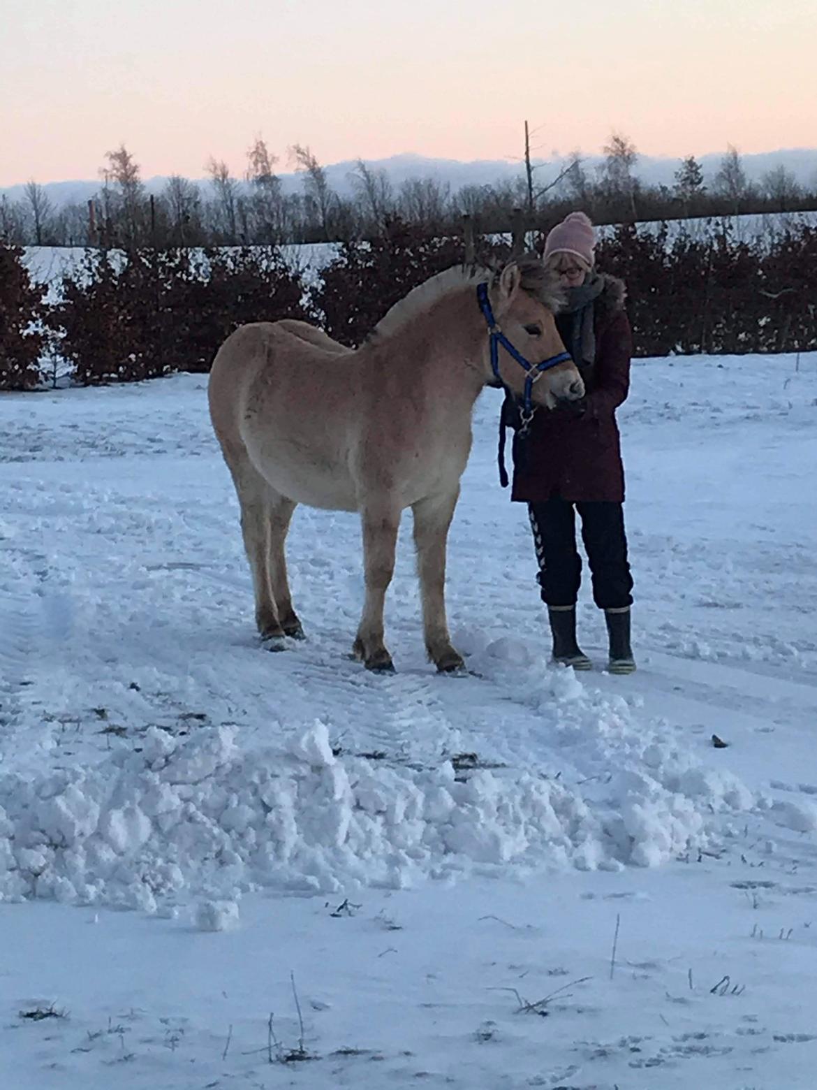 Fjordhest Nemo Kvistgaard billede 5