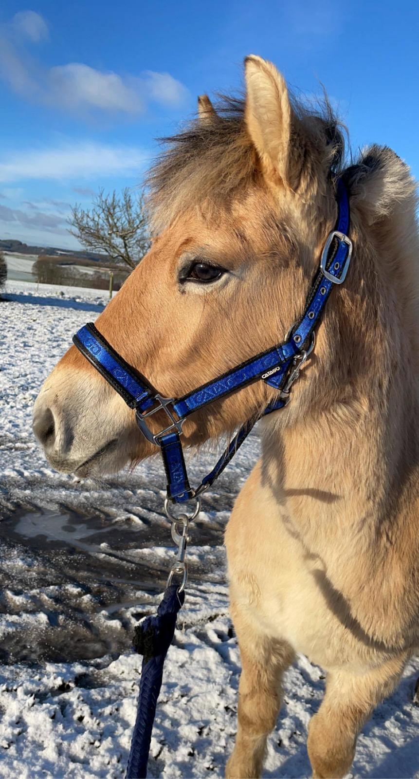 Fjordhest Nemo Kvistgaard billede 1
