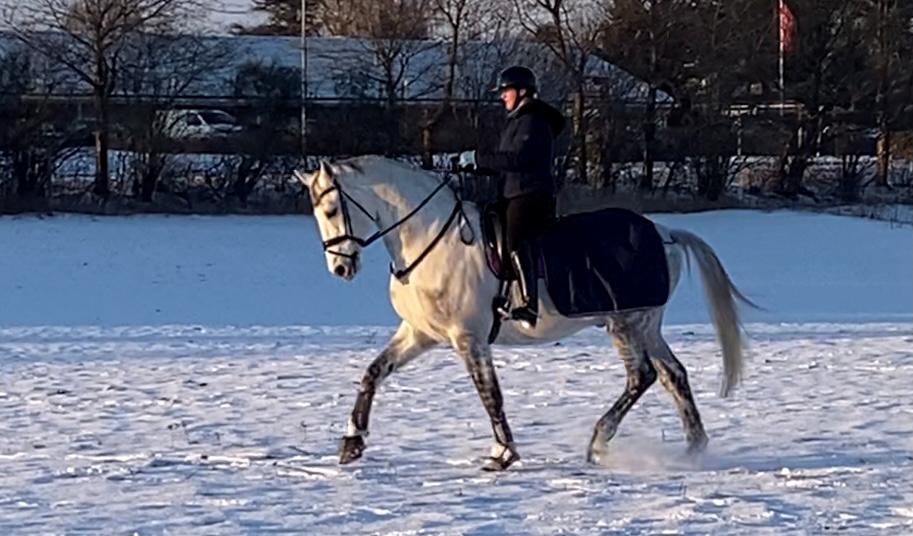 Dansk Varmblod Imatric (solgt) billede 1