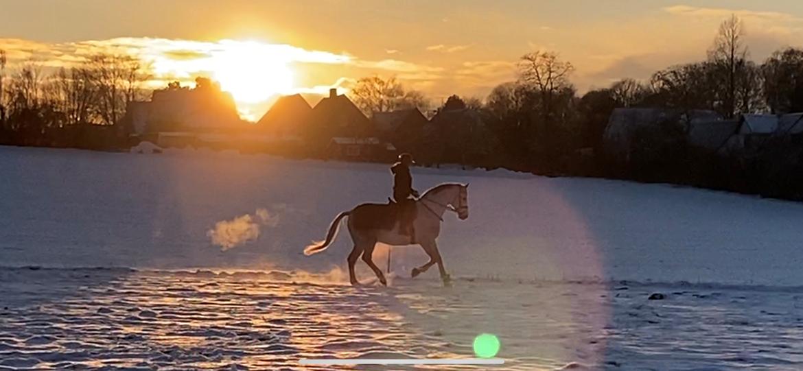 Dansk Varmblod Imatric (solgt) billede 2