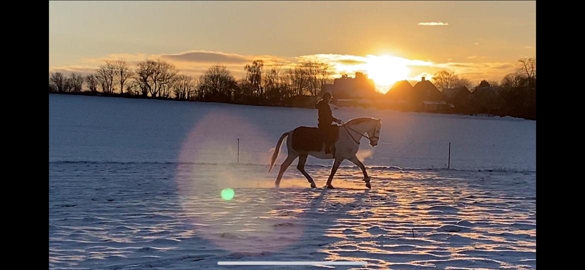 Dansk Varmblod Imatric (solgt) billede 3