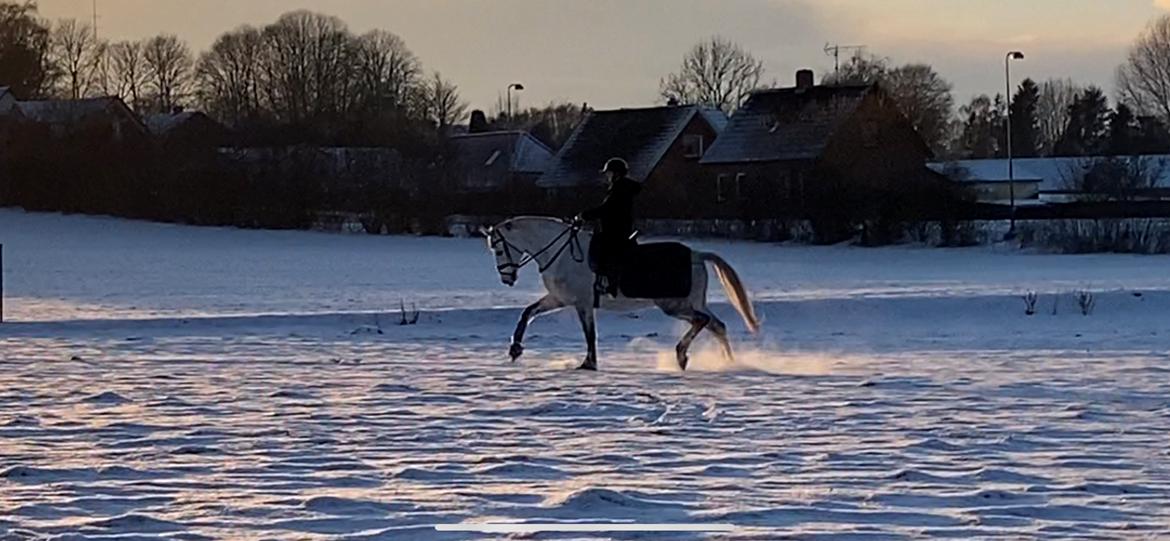 Dansk Varmblod Imatric (solgt) billede 4