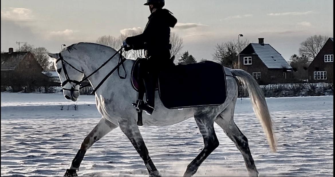 Dansk Varmblod Imatric (solgt) billede 5