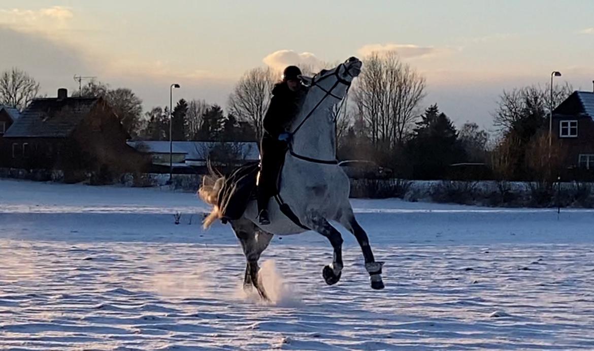 Dansk Varmblod Imatric (solgt) billede 6